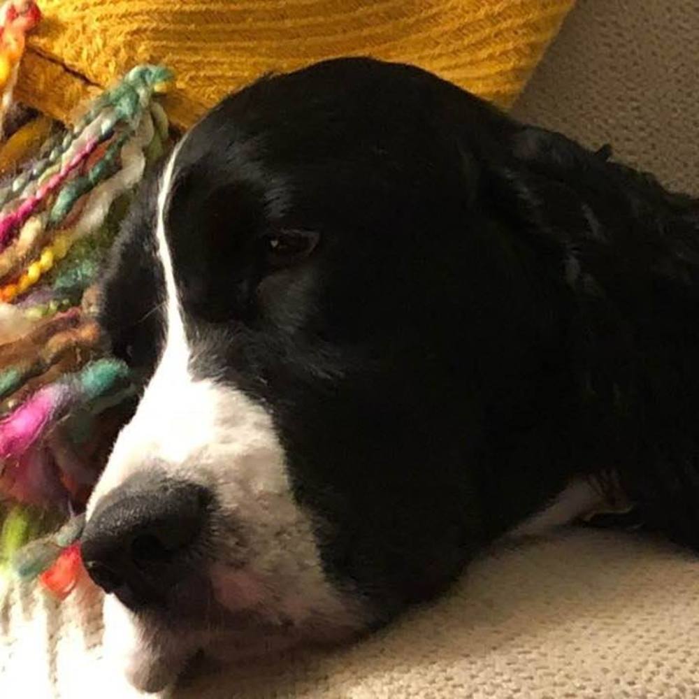 Meet your Posher, Carol